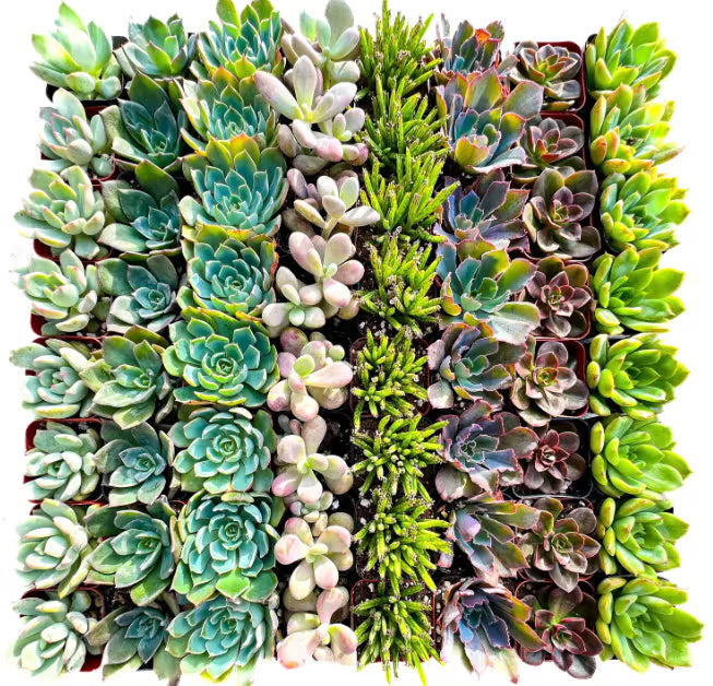 Spaceship Earth Planter with Succulent